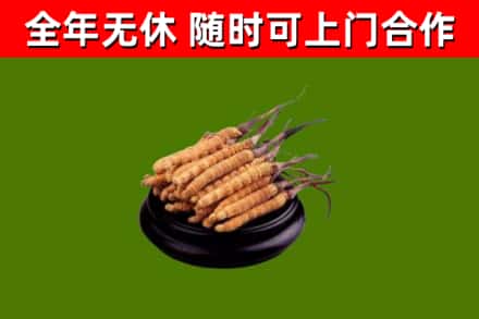 滨海回收散虫草