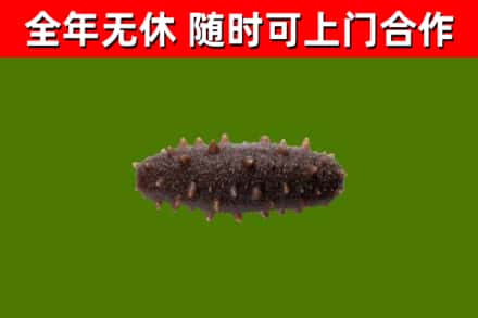 滨海回收海参干